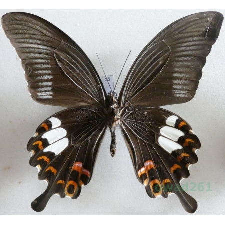 Papilio helenus Linnaeus, 1758 reverse Malaysia 93mm56